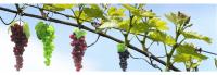 racimos de racimo de uvas artificiales
