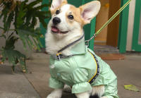 HOOPET-chubasquero para perro, abrigo impermeable de cuatro patas para las cuatro estaciones, Corgi, Teddy, perros pequeños y medianos, chubasquero para mascotas con almohadilla de remolque - details 14