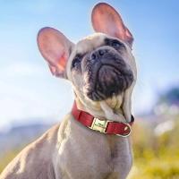 perro personalizado, collares cuero PU personalizados perros, Collar identificación de mascotas acolchado suave para perros - details 11