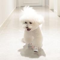 4 Uds. Preciosos zapatos de lona resistentes al desgaste para perros, botas vaqueras antideslizantes a la moda para mascotas, calzado transpirable, zapatillas deportivas para cachorros al aire libre - details 5