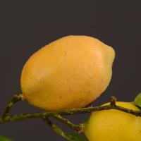Rama de limón Artificial de lujo, árbol frutal de simulación de plástico elegante, fruta de limón Artificial hecha a mano para interiores y exteriores - details 9