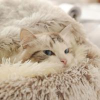 Cama de Mascota de Peluche Cálida Nido de Gato Redondo Acolchado Bolsa de Dormir Cómoda para Mascotas Pequeñas - details 1
