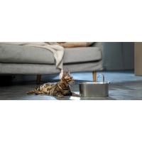 fuente para gatos