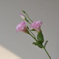 Flores artificiales de Lisianthus de tacto Real, flores de seda, ramo de novia, flores falsas de Eustoma, suministros para fiestas elegantes - details 10