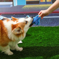 Juguete de Peluche de Dibujos Animados para Mascotas Pequeñas Muñeco de Perro y Gato con Sonido Interactivo para Limpieza de Dientes Recomendado para Todas las Raças de Perros y Gatos Hecho en China - details 2