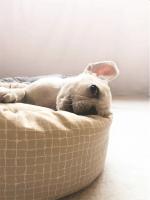 Camas redondas para perros y gatos, alfombrilla de tela suave Universal para todas las estaciones con almohada, cojines para dormir, sofá, accesorios para perros - details 2