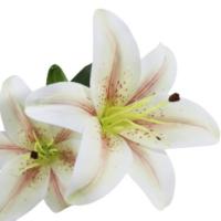 Flor