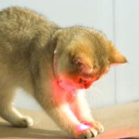 Aliviar la ansiedad Collar de provocación de gatos con láser inteligente Collar de provocación de gatos eléctrico interactivo LED infrarrojo libera las manos - details 7
