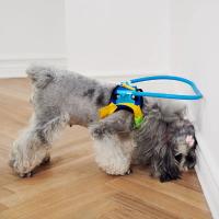 Collar Anticolisión para Mascotas Ayuda de Entrenamiento para Perros Adecuado para Perros Pequeños y Grandes Collares de Gato - details 4