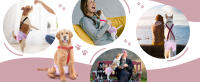 dog happy wearing