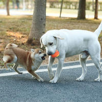 Juguetes chirriantes duraderos para perros, diseño de refuerzo de atención, juguete no tóxico para Chewers agresivos de raza grande - details 6