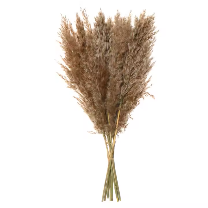 Accesorios de tiro coloridos para decoración del hogar, Material Natural, Pampas pequeñas, caña de hierba, Ramos secos naturales, tallos de plantas de flores reales - 1