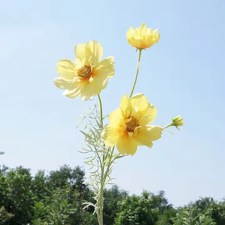 Rama de flor de Cosmos Artificial de lujo, simulación elegante realista de crisantemo, flor falsa de plástico hecha a mano - 1