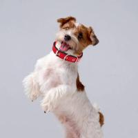 Collar de Nylon Duradero para Perros Correa Larga con Anillo de Tracción - details 8