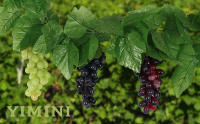 Uvas Artificiales