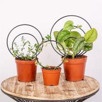 Juego de 3 enredados redondos para plantas trepadoras, marcos de metal para hiedra en maceta, soporte para plantas en macetas al aire libre, A - details 3