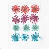 Suministros de fiesta para decoración del hogar, planta prensada y seca hecha a mano, flor verdadera Ammi Majus, 12 piezas - details 7