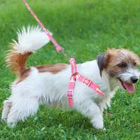 Arnés tipo chaleco para perro de hueso colorido ajustable, antirotura con cuerda, arnés de pecho para perro, chaleco de tracción para perro resistente al desgaste de poliéster - details 7