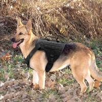 Arnés táctico militar K9, chaleco trabo perros, cuerda elástica nailon, correa de plomo entrenamiento, carrera para perros - details 12