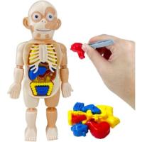 Juguetes Educativos para Niños Modelo de Órganos Humanos Kit de Ciencia DIY para Niños y Niñas de 3 a 8 Años de excitat - details 0