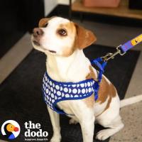 Correa de Perro Suave y Transpirable con Estampado de Dodo Azul Cubierta Ancha con Hebilla de Libertad de Pinzamiento - details 13