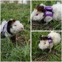 Correa Ajustable para Hamster Collar de Mascota con Lazo Accesorios Pequeños para Conejos, Cobayas, Chinchillas, Acarias - details 7