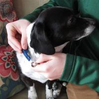 Don Sullivan Collar comando perfecto que reduce el entrenamiento de pellizco y saltar para perros medianos/grandes - details 7