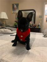 Collares para perros con lazo elegante, corbata, cuerda de tracción, arnés navideño para mascotas para perros pequeños y medianos, correa para el pecho para gatos, accesorios para perros, regalos - details 24