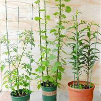 Estante de enredadera trepadora para plantas, marco de soporte de acero recubierto de plástico en maceta, soporte de enrejado decorativo para flores y verduras, 45cm/60cm, 1 pieza - details 8