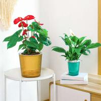 Riego automático transparente con absorción de agua automática ETA, adecuado para plantas de salón y productos florales - details 2