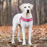 Arnés de nailon personalizado para perros, chaleco reflectante sin lágrimas para perros medianos y grandes, suministros de entrenamiento para pastor alemán - details 13