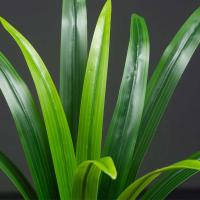 Planta de Magnolia Artificial Trópico Dragón Barba Hojas de Orquídea Falsas - details 5