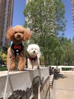 Collares para perros con lazo elegante, corbata, cuerda de tracción, arnés navideño para mascotas para perros pequeños y medianos, correa para el pecho para gatos, accesorios para perros, regalos - details 30