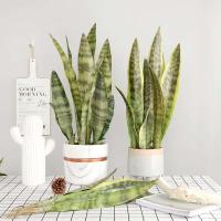 Plantas artificiales para decoración del jardín del hogar, rama de Sanseviria de plástico, bonsái DIY, plantas falsas para exteriores - details 3