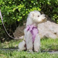 Set de 3 Arneses Transpirables para Perros Collar de Terciopelo Suave con Correa - details 45