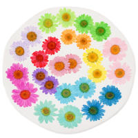 Juego de 12 Uds. De flores secas naturales de 2,5-4cm para rellenos de funda de teléfono DIY, flor de crisantemo de cristal prensado, decoraciones artísticas para uñas - details 3