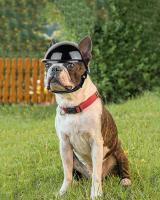 ATUBAN Small Pet Dog Helmet with Ear Hole Motorcycle Dog Helmet Multi-Sport Dog Hard Hat Outdoor Bike Doggy Cap for Dogs and Cat - details 8