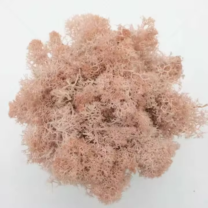 Plantas verdes artificiales de 10/50g, musgo eterno, manualidades DIY, césped, jardín, decoración del hogar, mini país, hierba, plantas falsas - 1