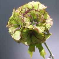 Hermosa flor Artificial de Scabiosa, tacto Real, elegante simulación de rama de Pristimera, flor falsa hecha a mano para sala de estar y escritorio - details 4