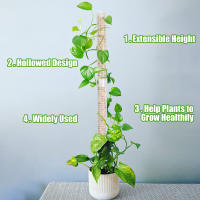 Columna de escalada de plantas, poste de musgo Sphagnum, soporte de cultivo de plantas, soporte de retención de agua, palo de extensión de plantas rico en fertilizante - details 7