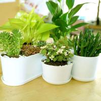 Hogar, jardín y oficina sencillos poligonales blancos, flores minimalistas para bonsái, plantas de cerámica jugosas ETA - details 5