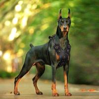 Arnés cuero genuino, arneses duraderos grandes, chaleco entrenamiento mascotas rehados con accesorios de Metal para perros - details 10