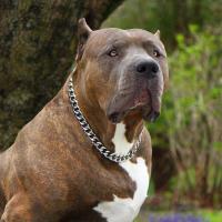 Collar para perro, eslabón cubano de 15 mm de ancho, plateado para perros, cadena antideslizante de entrenamiento para mascotas de metal de acero inoxidable suave y fuerte - details 16