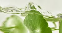 Centella asiatica extract