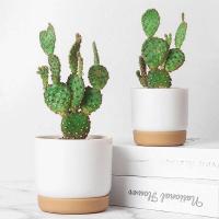 Plástico blanco uso interior, mini macetero floral con agujeros de drenaje jugoso o cactus, para plantas, ETA - details 8