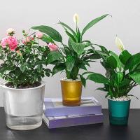 Riego automático transparente con absorción de agua automática ETA, adecuado para plantas de salón y productos florales - details 3