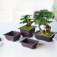 Plantas jugosas cuadradas, ovaladas, hexagonales, bonsái, pequeño éter de plástico en ETA, imitación cerámica morada, venta al por mayor - details 1