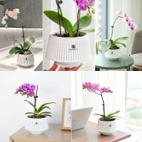 Orquídeas perforadas, plantas de interior y exterior de plástico reciclado, ETA para decoración del hogar. - details 7