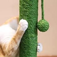 猫抓板、猫用仙人掌、仙人掌