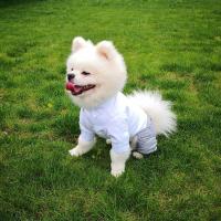 Traje de boda para perro, práctico y creativo, camisa Formal suave y lavable para mascotas, disfraz de cachorro y gato de 6 tamaños - details 12